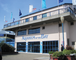 Feature - Aquarium of the Bay