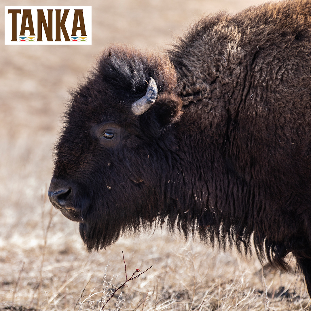 Native American Natural Foods Announces Multi-Million Dollar Capital Investment